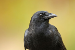 bigstock-American crow 24582695