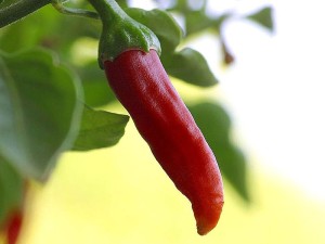 PD  -Chili_chillies_peppers