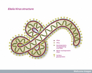 B0009905 Ebola virus structure, illustration
