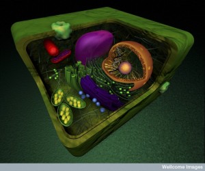 B0009545 Organelles in a eukaryotic plant cell, illustration