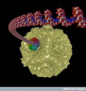 B0006956 RNA inserting into a virus capsid
