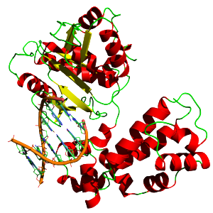 Yikrazuul wik  DNA_polymerase