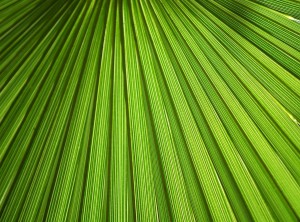 Palm leaf details