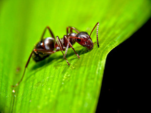 Lukeelstad wik  Ant_on_leaf
