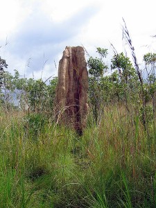 Ejdzej  wik   mound  pic Litchfield_National_Park-03