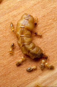 File Upload Bot   Termite Queen huge