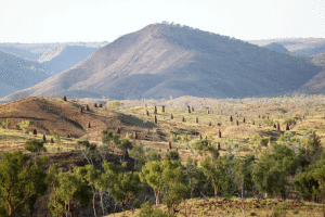 Ouderkraal  wik  Termite_Mounds_in_the_Bungle_Bungle_Range_in_Western_Australia