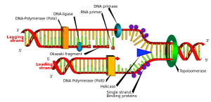 PD  helicase   DNA_replication_en