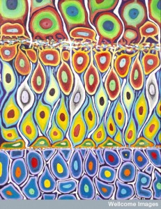 B0009505 Cell fates in zebrafish retina, acrylic painting