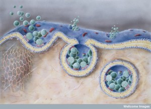 N0019830 Endocytosis