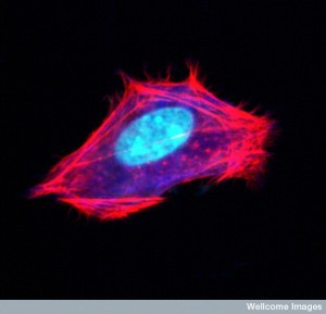B0000104 3T3 fibroblast cell