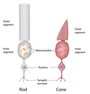 shutterstock_147789491 Eye cells Rod and cone