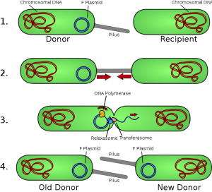From Adenosine