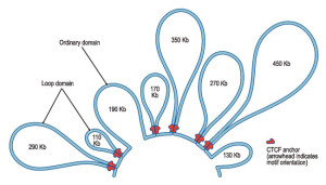 DNA loops  Harvard