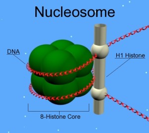 PD   Nucleosome
