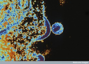 N0013888 HIV virus budding from T lymphocyte