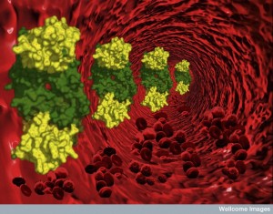 B0008058 March of the VEGF-B(10-108)-VEGFR-1D2 molecules