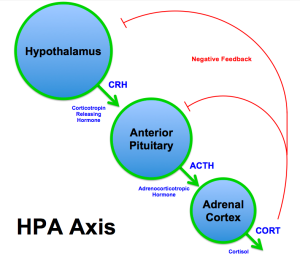PD ATRIBUTE  BrianMSweis HPA_Axis_Diagram_(Brian_M_Sweis_2012)