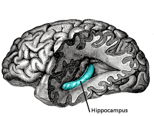PD     Gray739-emphasizing-hippocampus