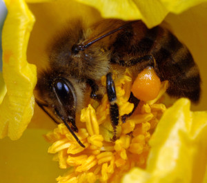 A honeybee Apis mellifera collecting pollen from the flower of a horned poppy Flavium glaucum on the island of Crete Greece ** Note: Slight blurriness, best at smaller sizes