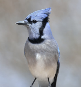 Blue Jay Bird,Close Up