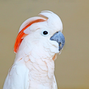 bigstock Cockatoo    Portrait-Of-A-Salmon-crested-C-58007756