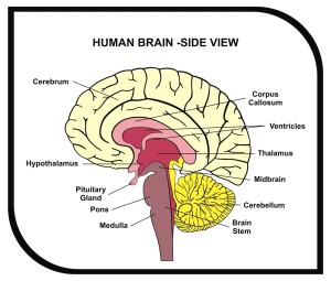 VECTOR - Human Brain Diagram - Side View with Parts ( Cerebrum, Hypothalamus, Thalamus, Pituitary Gland, Pons, Medulla, Brain Stem, Cerebellum, Midbrain ...) - For Medical & Educational Use