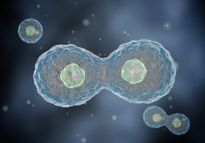 Two cells divide by osmosis, in the background other cells.