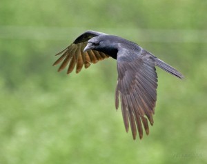 wik   Crow_in_Flight_-Delaware-8