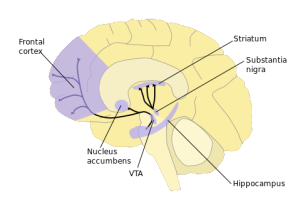 PD Dopamine_pathways