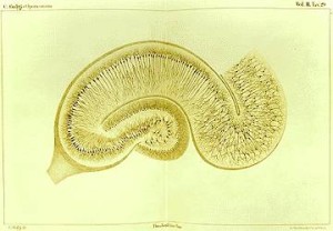 PD     Golgi_Hippocampus