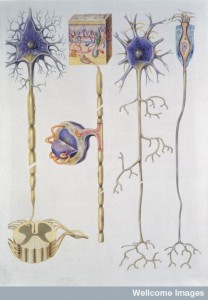 N0019668 NORMAL ANATOMY, TYPES OF NEURONS Credit: Medical Art Service, Munich /. Wellcome Images images@wellcome.ac.uk http://wellcomeimages.org Normal Anatomy, Types of Neuron Colour artwork, Nervous System, MEDIUM FORMAT Published:  -  Copyrighted work available under Creative Commons by-nc-nd 4.0, see http://wellcomeimages.org/indexplus/page/Prices.html