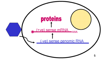 Grab  negative sense RNA