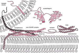 Mitoribo wik SNARE Exocytosis-machinery