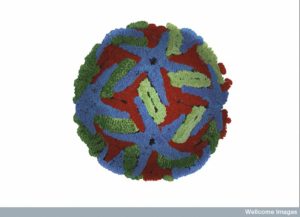 B0009952 Dengue virus (DENV) particle, illustration