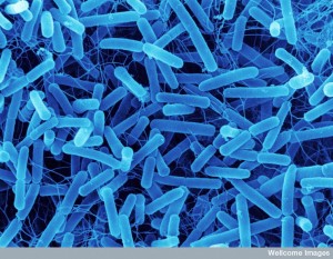 B0004787 Proteus, SEM