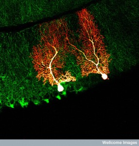B0008436 Cerebellar circuitry Credit: Praneeth Namburi. Wellcome Images images@wellcome.ac.uk http://wellcomeimages.org This image was produced using two photon microscopy, which allows fluorescent imaging of living tissue. The image shows the structure of cerebellar circuitry in a transgenic mouse. Interneurons in the cerebellum that express neuronal NOS (Nitiric Oxide Synthetase) enzyme are shown in green and two of the Purkinje cells in the Purkinje cell layer are shown in red. Fluorescence microscopy 2011 Published: - Copyrighted work available under Creative Commons by-nc-nd 4.0, see http://wellcomeimages.org/indexplus/page/Prices.html