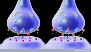 B0006900 Neurotransmitters