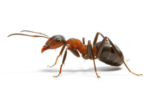 Ant individual