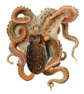 PD Octopus FEATURE