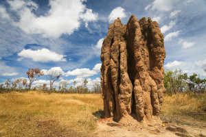 bigstock Termite Mounds nasutitermes-T-34054427
