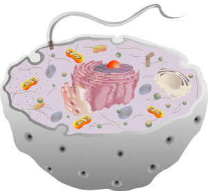 Scientific illustration of an isolated animal cell