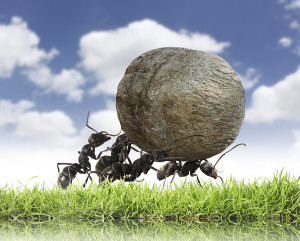 bigstock teamwork team-of ants rolls-s-44319184