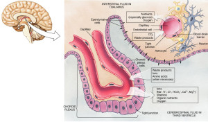 choroid_plexus
