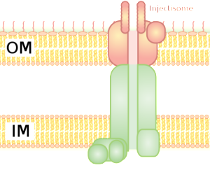 Type 3 Secretion From Adenosine