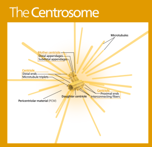 Kelvinsong wik Centrosome_(standalone_version)-en