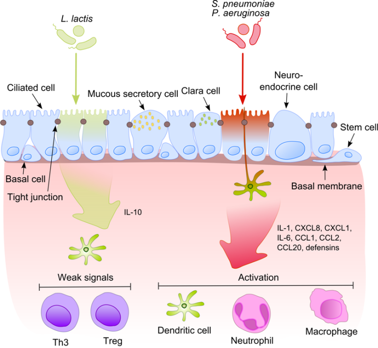 How Does Diet Influence Immunity