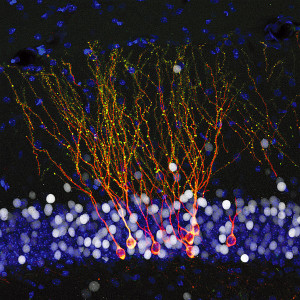 From ActiveDendrite