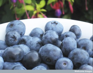 N0033005 Bowl of blueberries