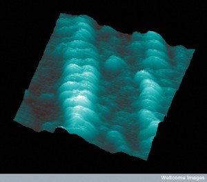 B0001879 Scanning probe image of collagen